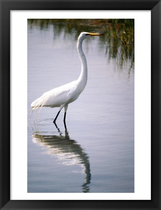 Framed Egret In River Print