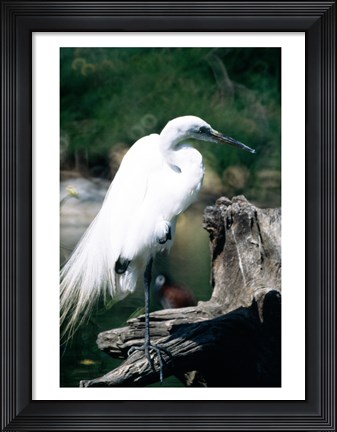 Framed Egret Print