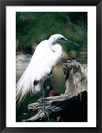 Framed Egret Print