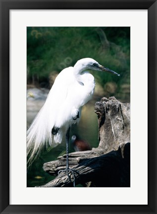 Framed Egret Print