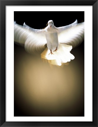 Framed White Dove in flight Print
