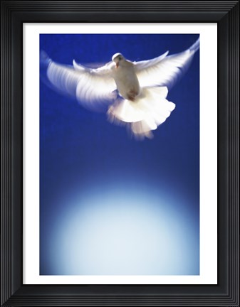 Framed White Dove in flight - blue Print