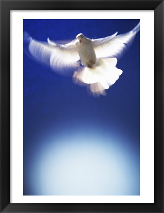 Framed White Dove in flight - blue Print