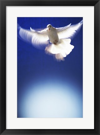 Framed White Dove in flight - blue Print