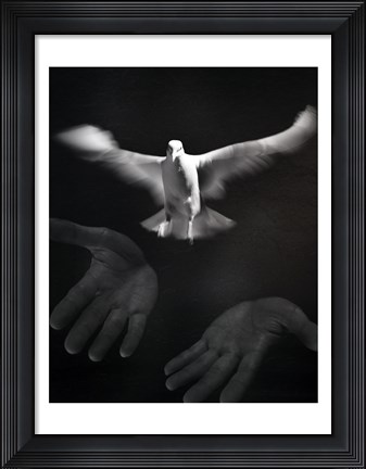 Framed Close-up of a person releasing a White Dove Print