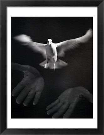 Framed Close-up of a person releasing a White Dove Print