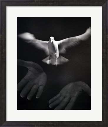Framed Close-up of a person releasing a White Dove Print