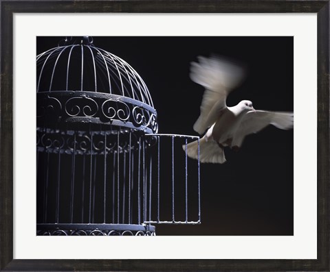 Framed White Dove escaping from a birdcage Print