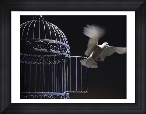 Framed White Dove escaping from a birdcage Print