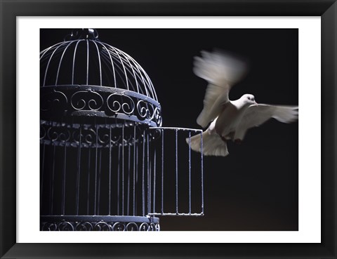 Framed White Dove escaping from a birdcage Print