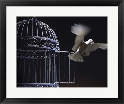 Framed White Dove escaping from a birdcage Print