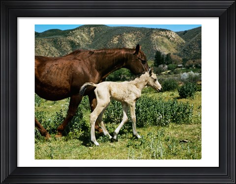 Framed Palomino Mare and a Colt Print