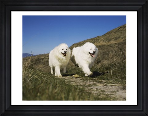 Framed Samoyeds Print