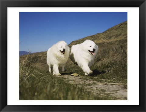 Framed Samoyeds Print