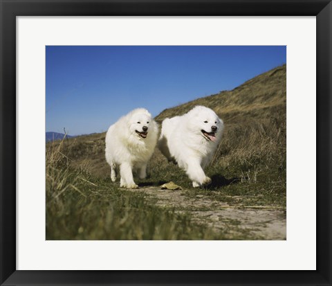 Framed Samoyeds Print