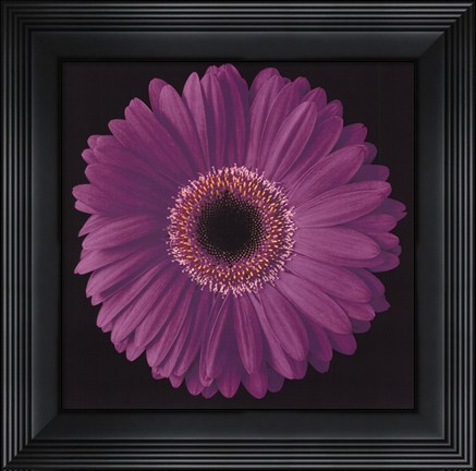 Framed Gerbera Daisy Purple Print