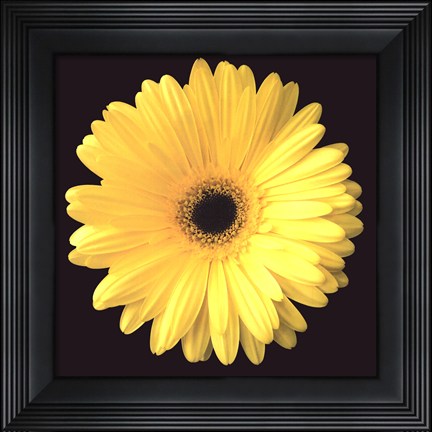 Framed Gerbera Diasy Yellow Print