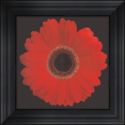Framed Gerbera Daisy Red Print