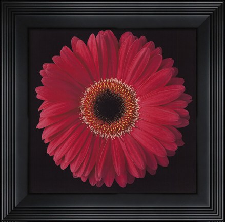 Framed Gerbera Daisy Pink Print
