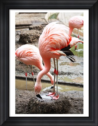 Framed Flamingo in Stassbourg Print