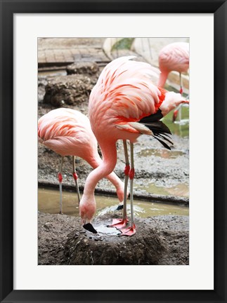 Framed Flamingo in Stassbourg Print