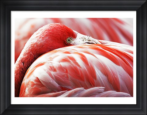 Framed Flamingo Resting Print