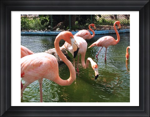 Framed Flamingos in a Zoo Print