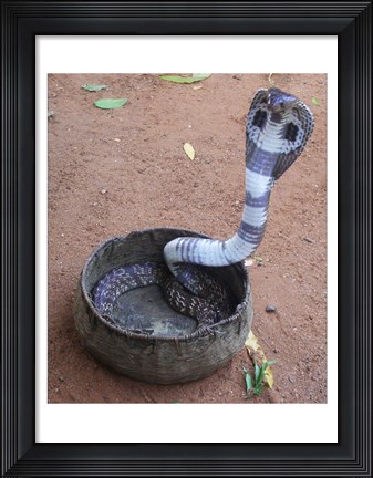 Framed Indian Cobra Print
