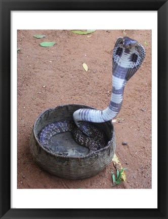 Framed Indian Cobra Print