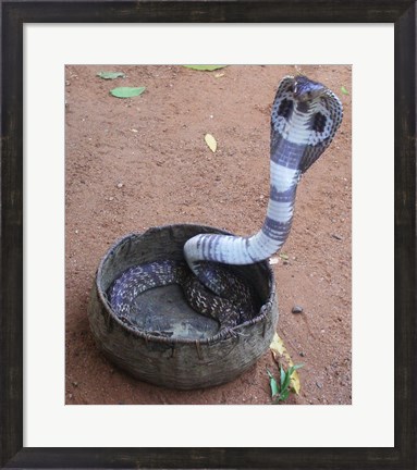 Framed Indian Cobra Print