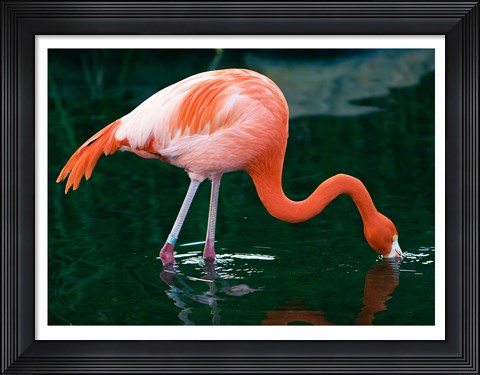 Framed Pink Flamingo In River Print