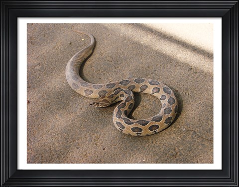 Framed Russels Viper Print