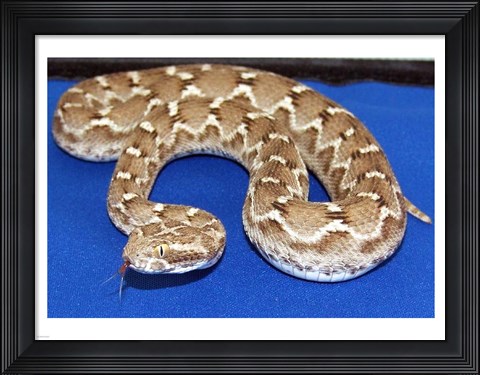 Framed Saw Scaled Viper Print