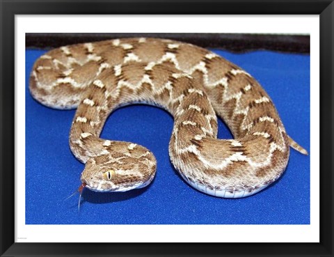 Framed Saw Scaled Viper Print