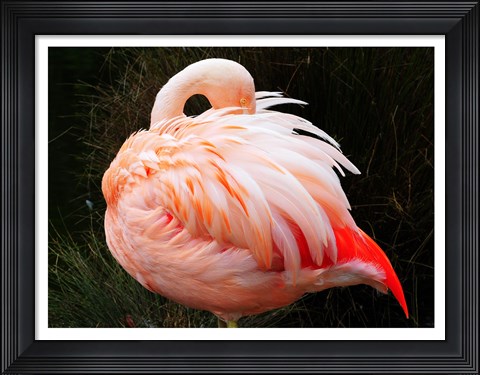 Framed Sleeping Flamingo Print