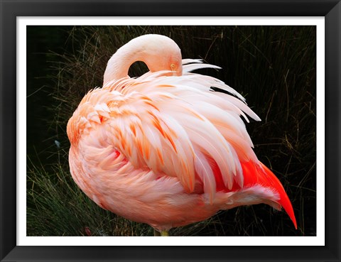 Framed Sleeping Flamingo Print