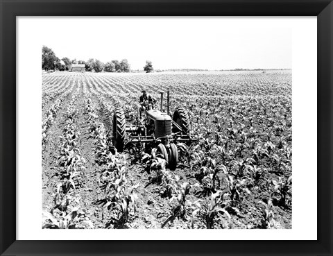 Framed Farmer Driving Tractor in Field Print