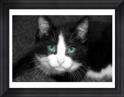 Framed Curiosity Teased the Cat Print