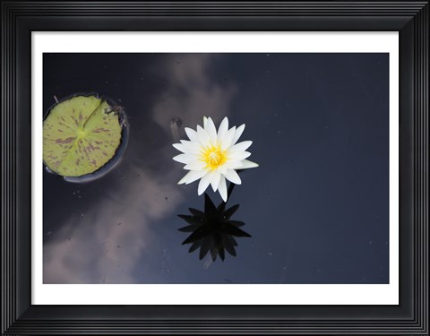 Framed Lotus Yin-Yang Print