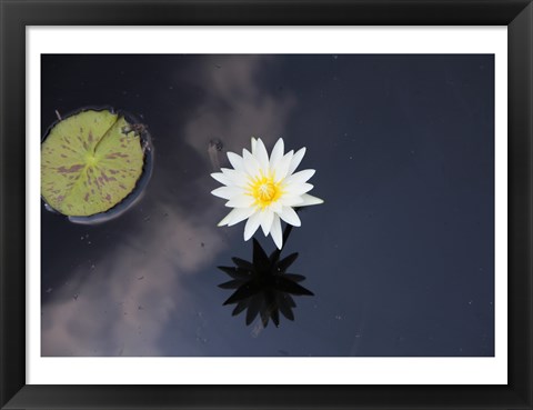 Framed Lotus Yin-Yang Print