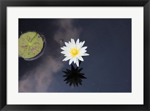 Framed Lotus Yin-Yang Print