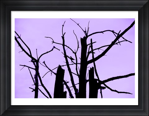 Framed Perched and Sat and Nothing More I Print