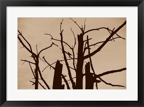 Framed Perched and Sat and Nothing More II Print