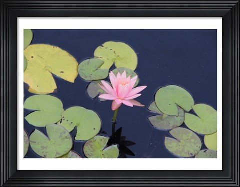 Framed Lotus Eaters I Print