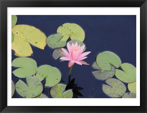 Framed Lotus Eaters I Print
