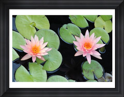 Framed Lotus Eaters II Print