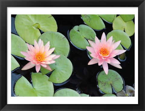 Framed Lotus Eaters II Print