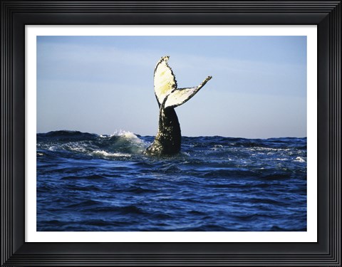 Framed Humpback Whale Tail Above Ocean Waves Print