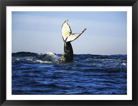 Framed Humpback Whale Tail Above Ocean Waves Print