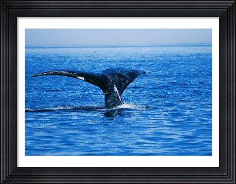 Framed Right Whale in the sea, Bay of Fundy, Canada Print